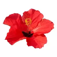 زهور الكركديه (وردة سودانية)...